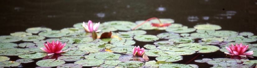 pond_flower.jpg